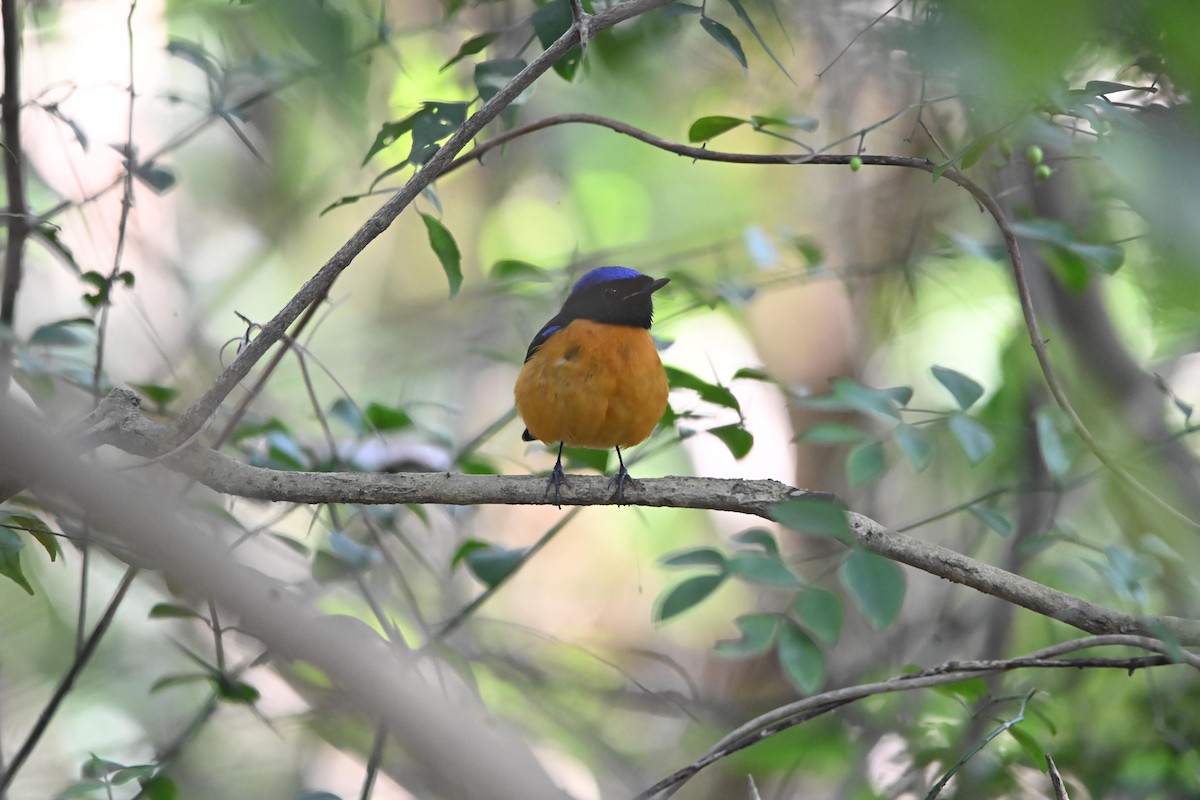 Rufous-bellied Niltava - ML646514944