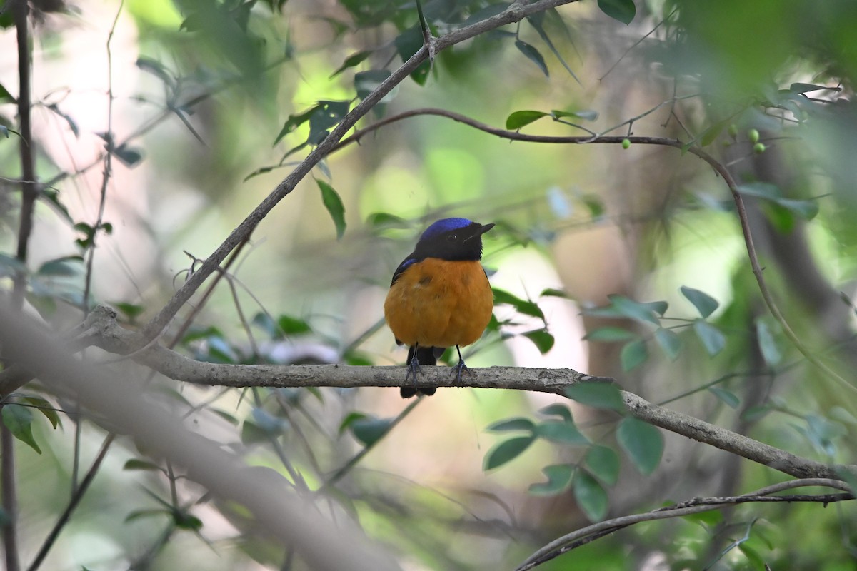 Rufous-bellied Niltava - ML646514945