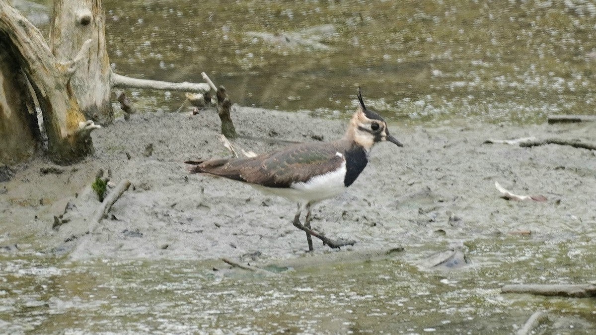 Northern Lapwing - ML646514946