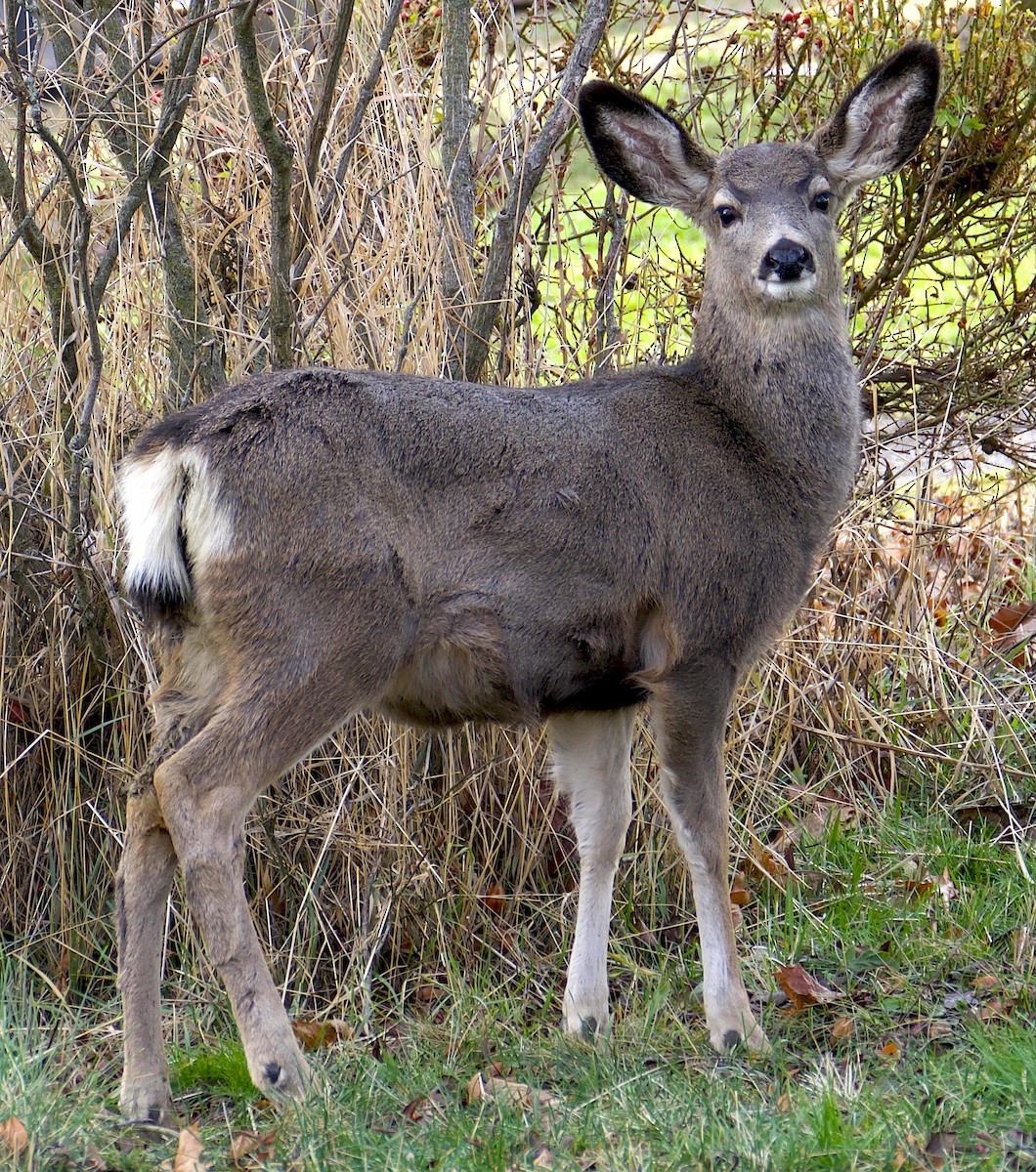 Чернохвостый олень - ML646514947