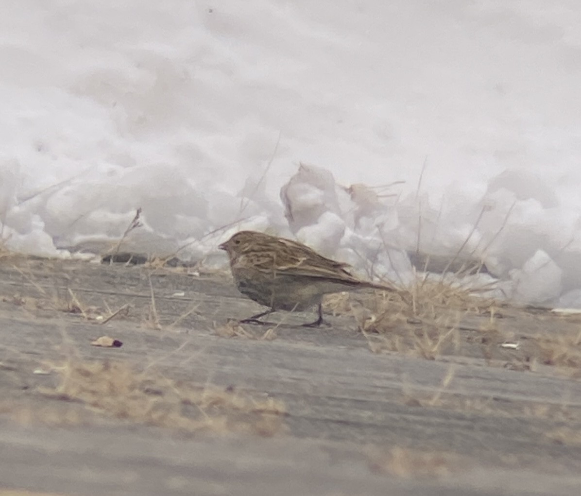 Chestnut-collared Longspur - ML646514948