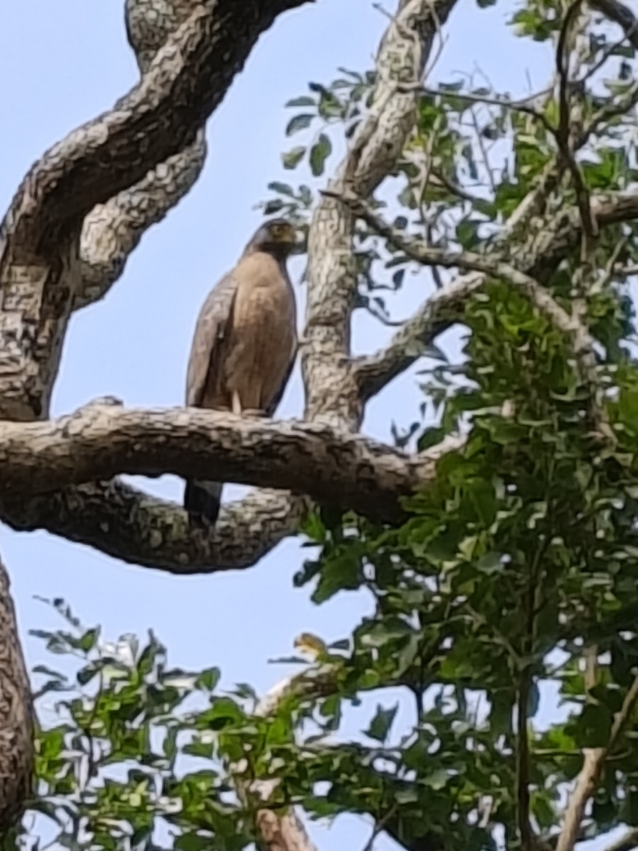Culebrera Chiíla - ML646514953