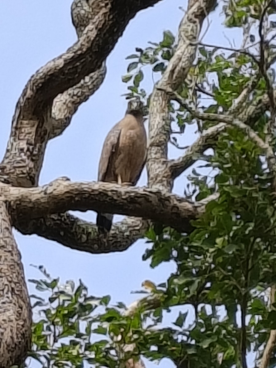 Haubenschlangenadler - ML646514954