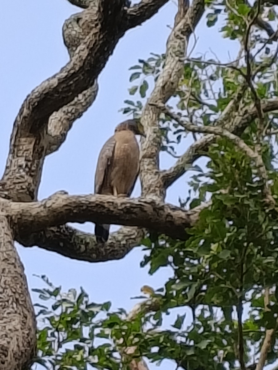 Haubenschlangenadler - ML646514955