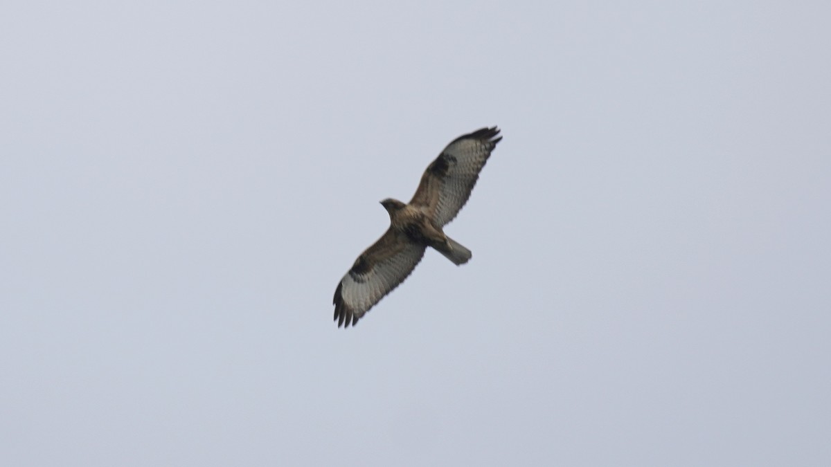 Eastern Buzzard - ML646514963