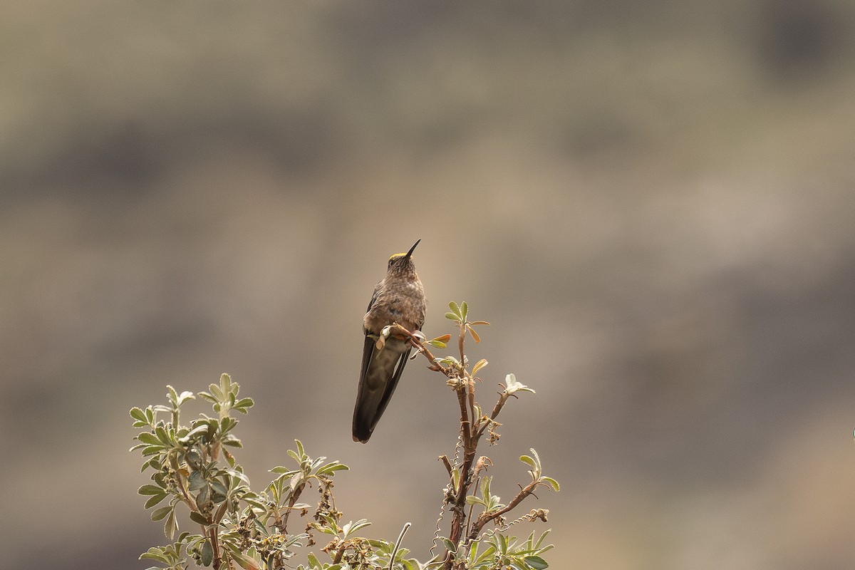 kjempekolibri - ML646514965