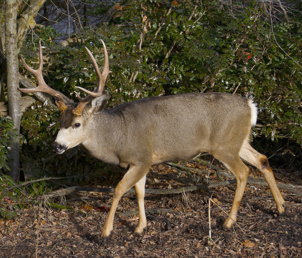 Чернохвостый олень - ML646514966