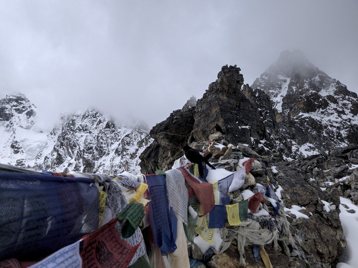 Yellow-billed Chough - ML646514967
