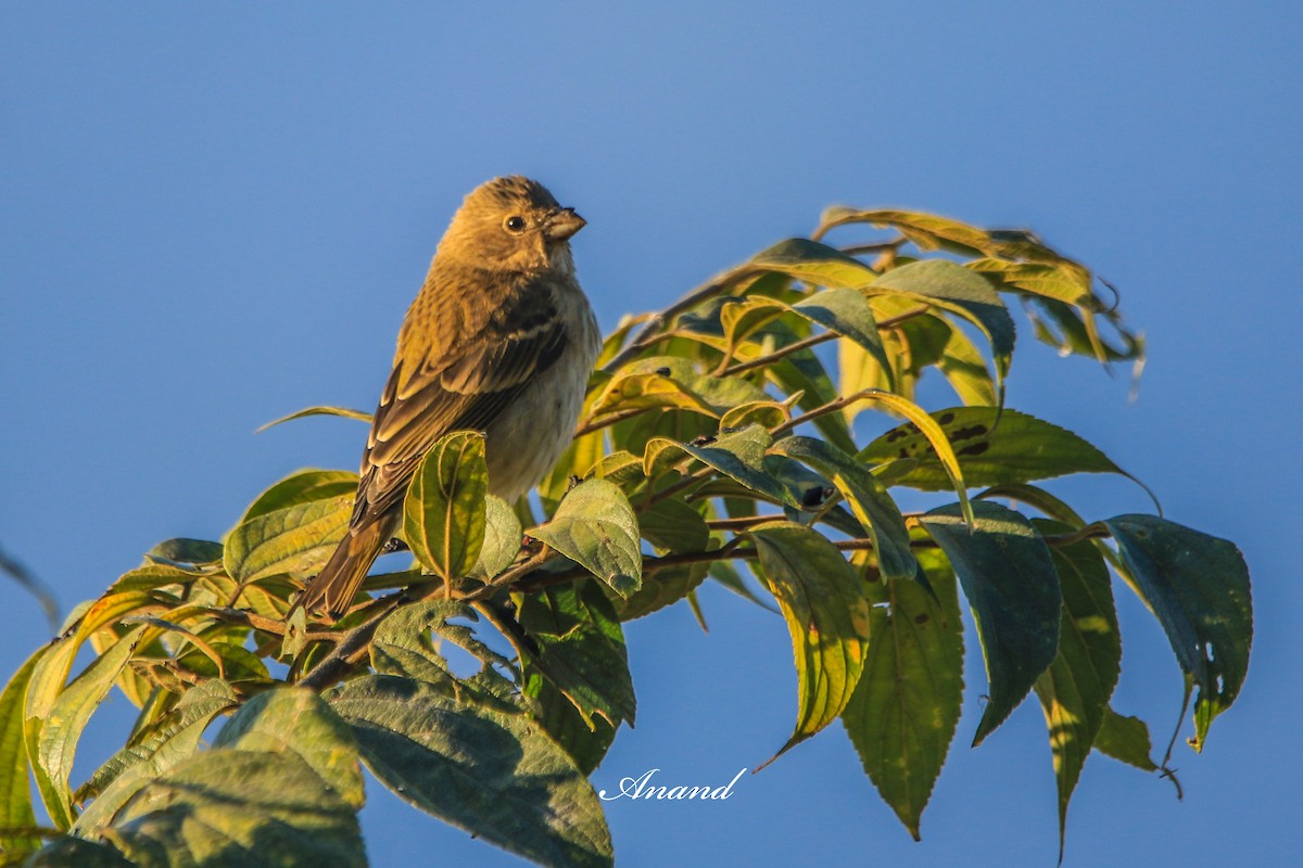 Karmingimpel - ML646514969