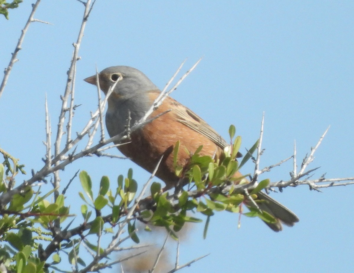 Cretzschmar's Bunting - ML646514972