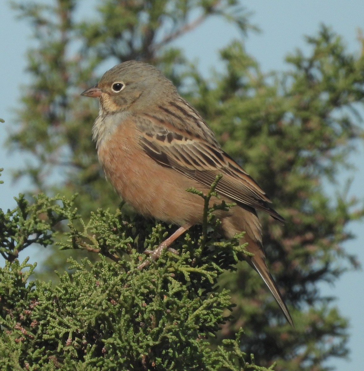 Cretzschmar's Bunting - ML646514973