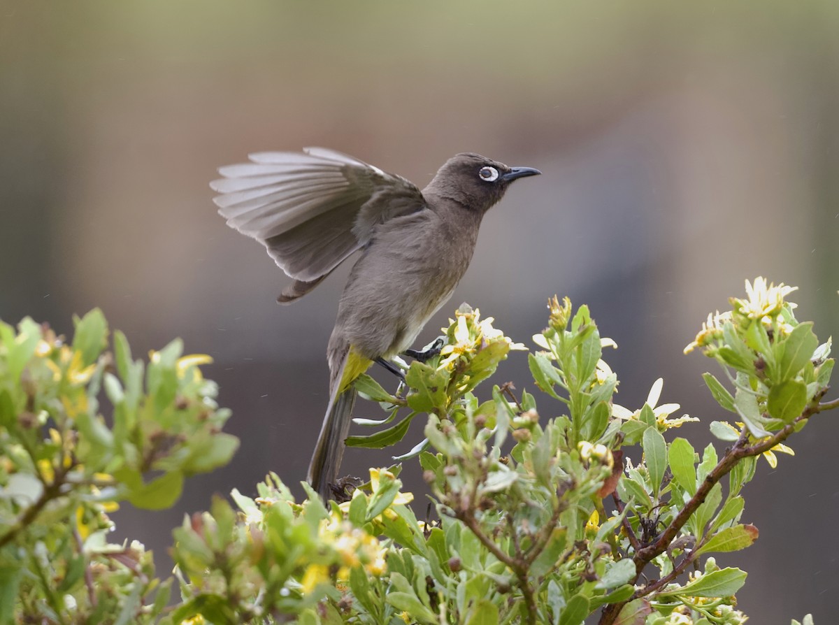 Kap Arapbülbülü - ML646514975