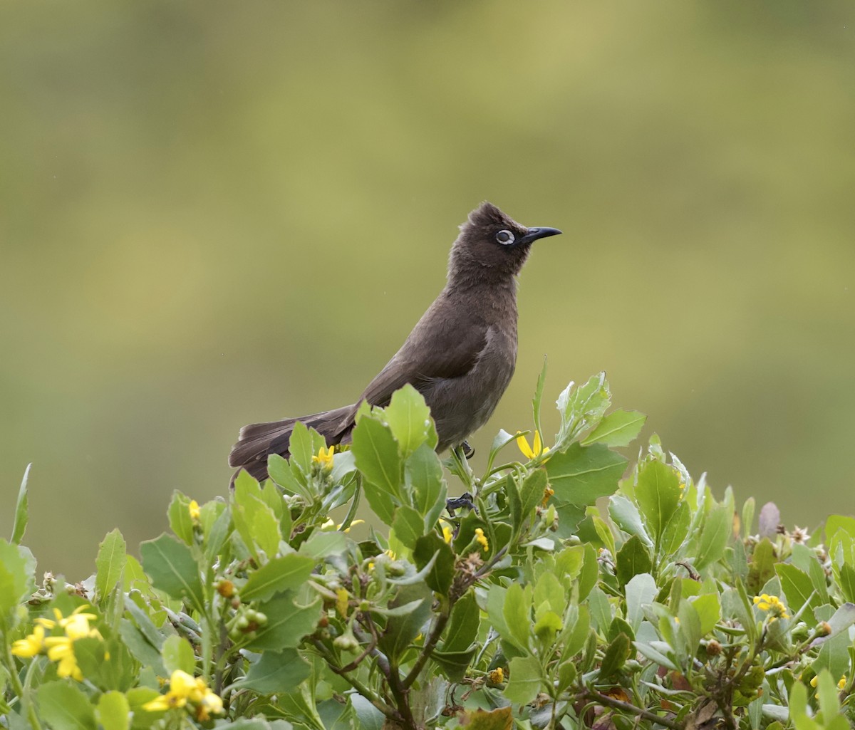 Kap Arapbülbülü - ML646514976