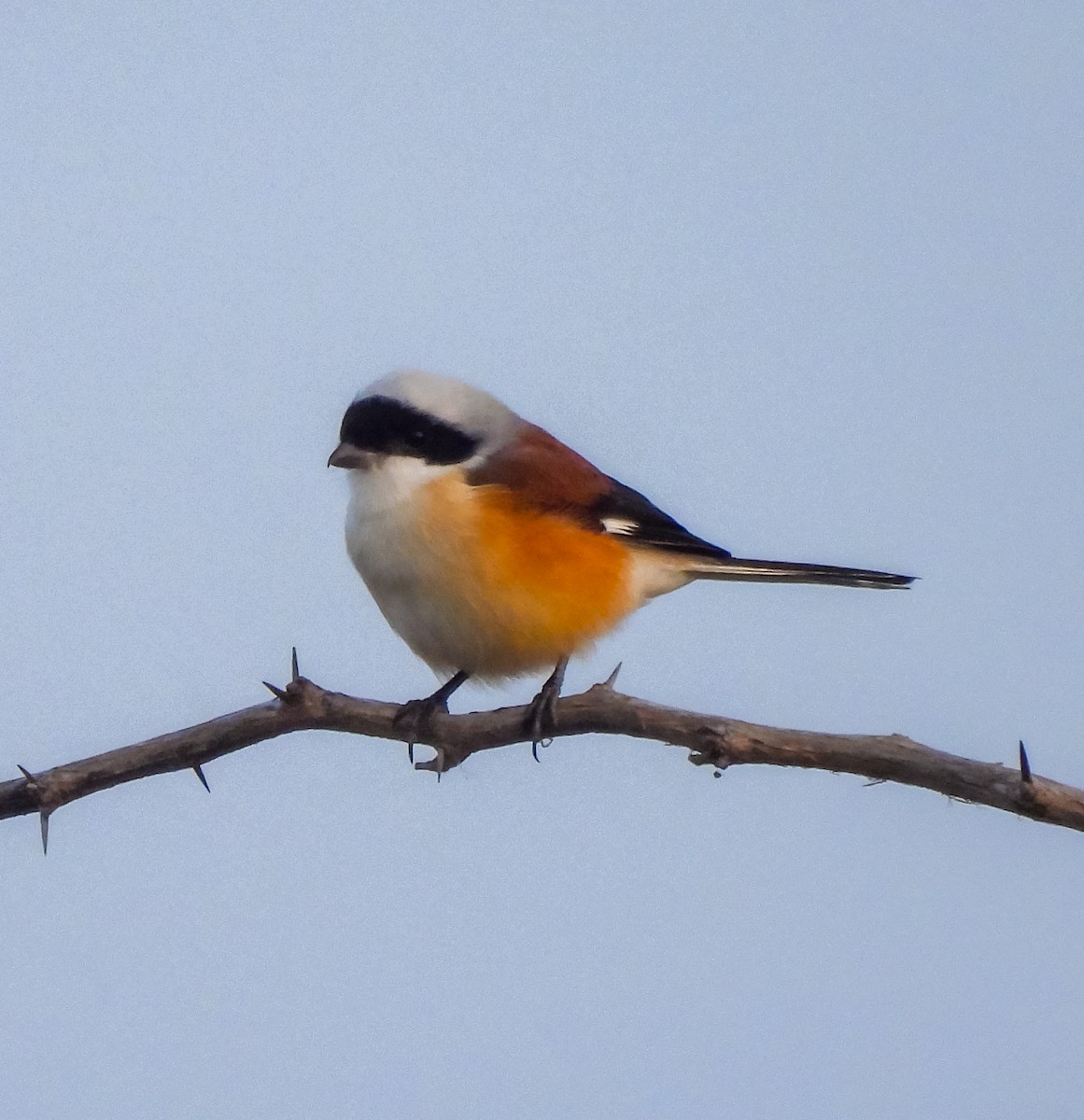 Bay-backed Shrike - ML646514980