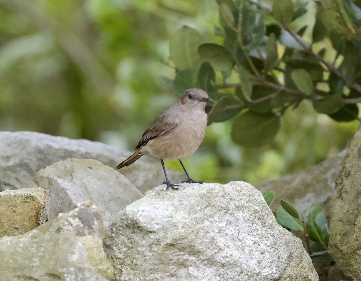 Paskuyruk - ML646514981