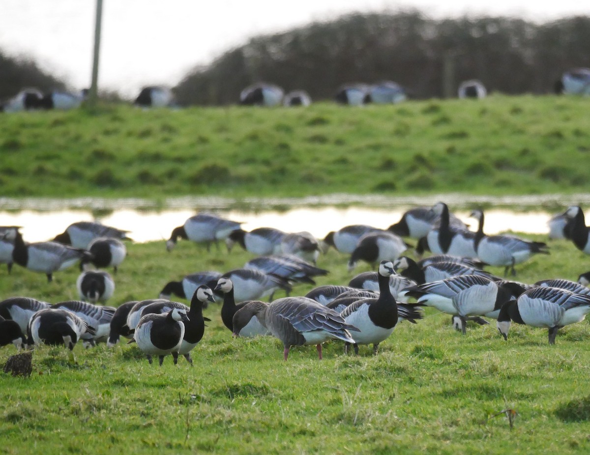 Pink-footed Goose - ML646514982
