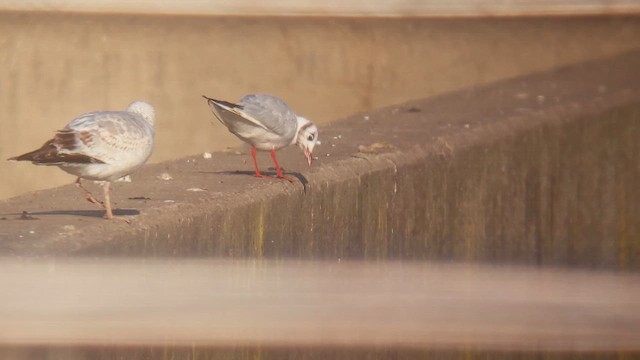 Black-headed Gull - ML646514983
