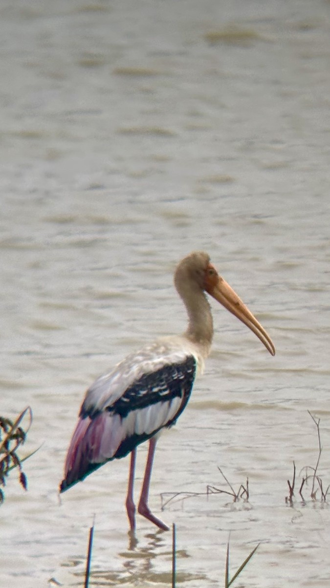 Расписной клювач - ML646514984