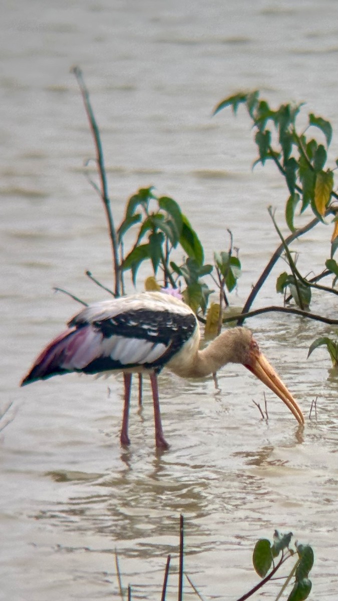 Расписной клювач - ML646514985