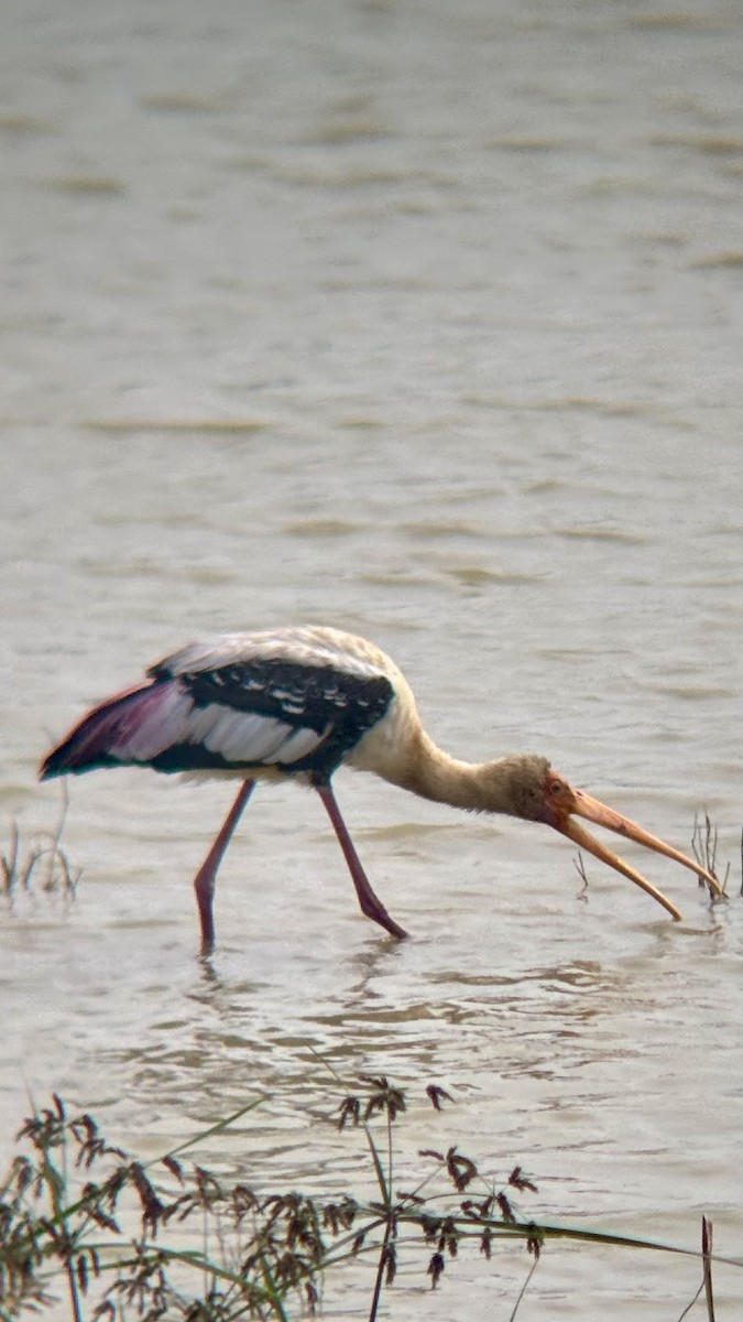 Расписной клювач - ML646514986