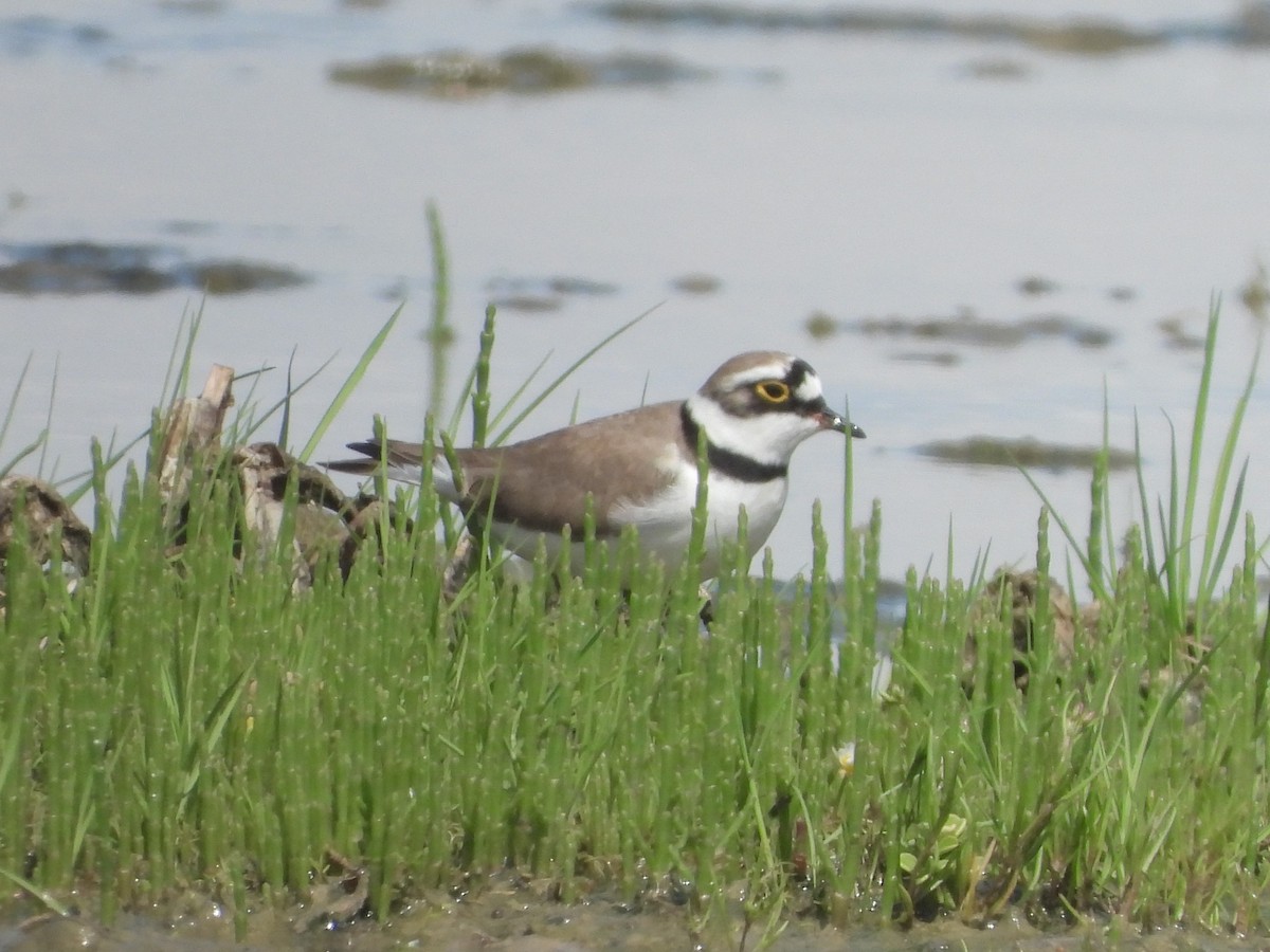 Little Ringed Plover - ML646514988