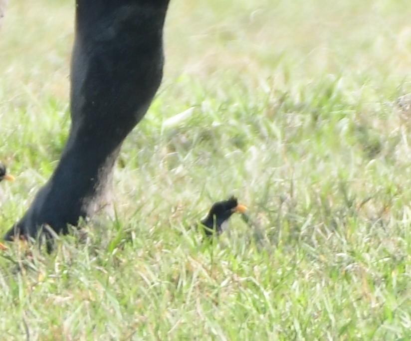 engstær - ML646514991