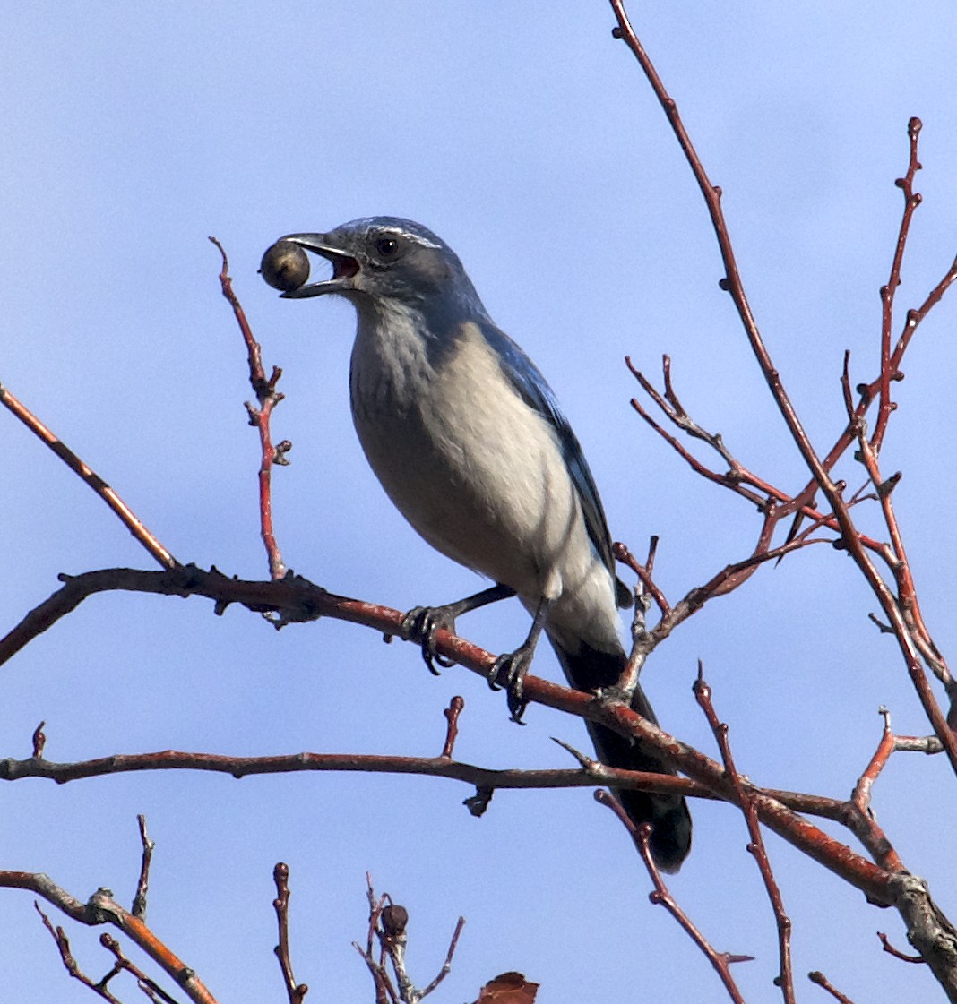 Калифорнийская сойка - ML646514993