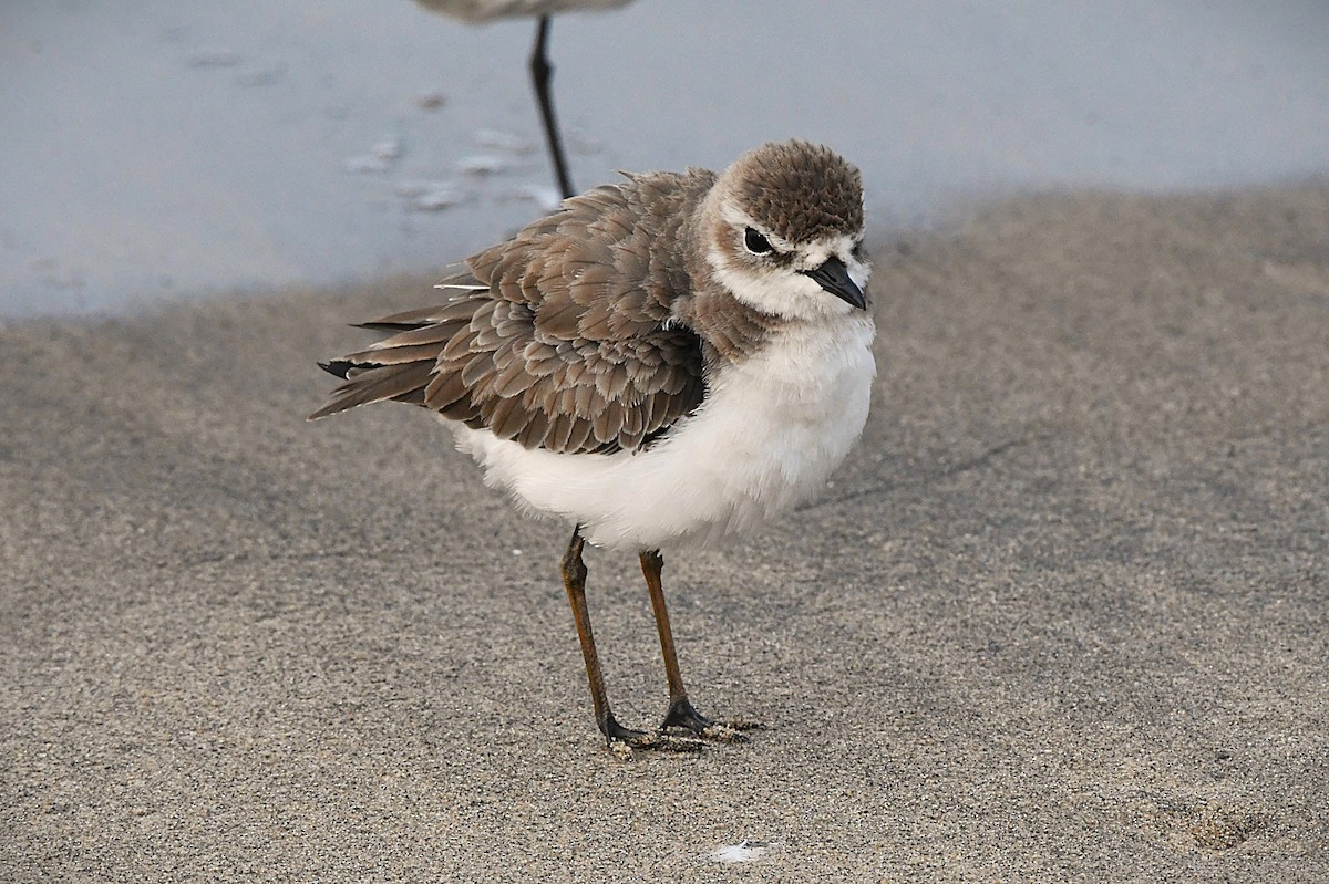 Pluvier du Tibet - ML646514996