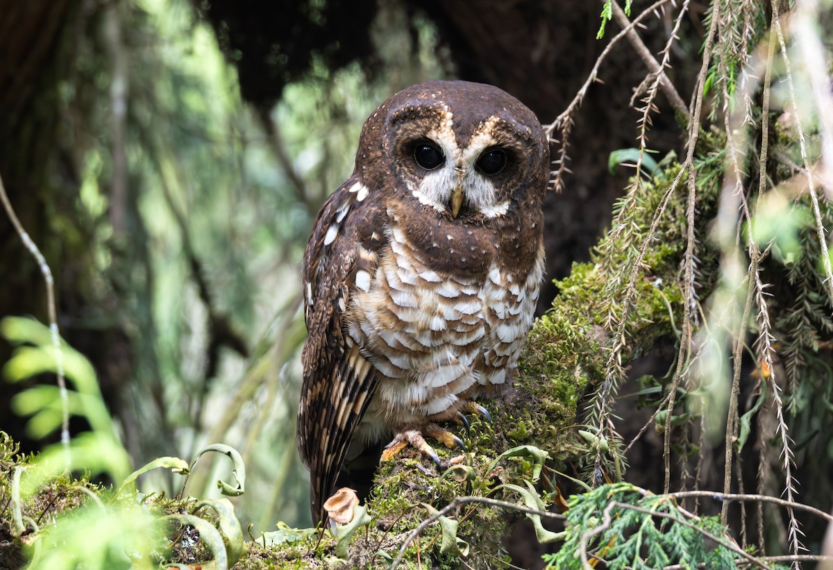 Африканская неясыть - ML646514998