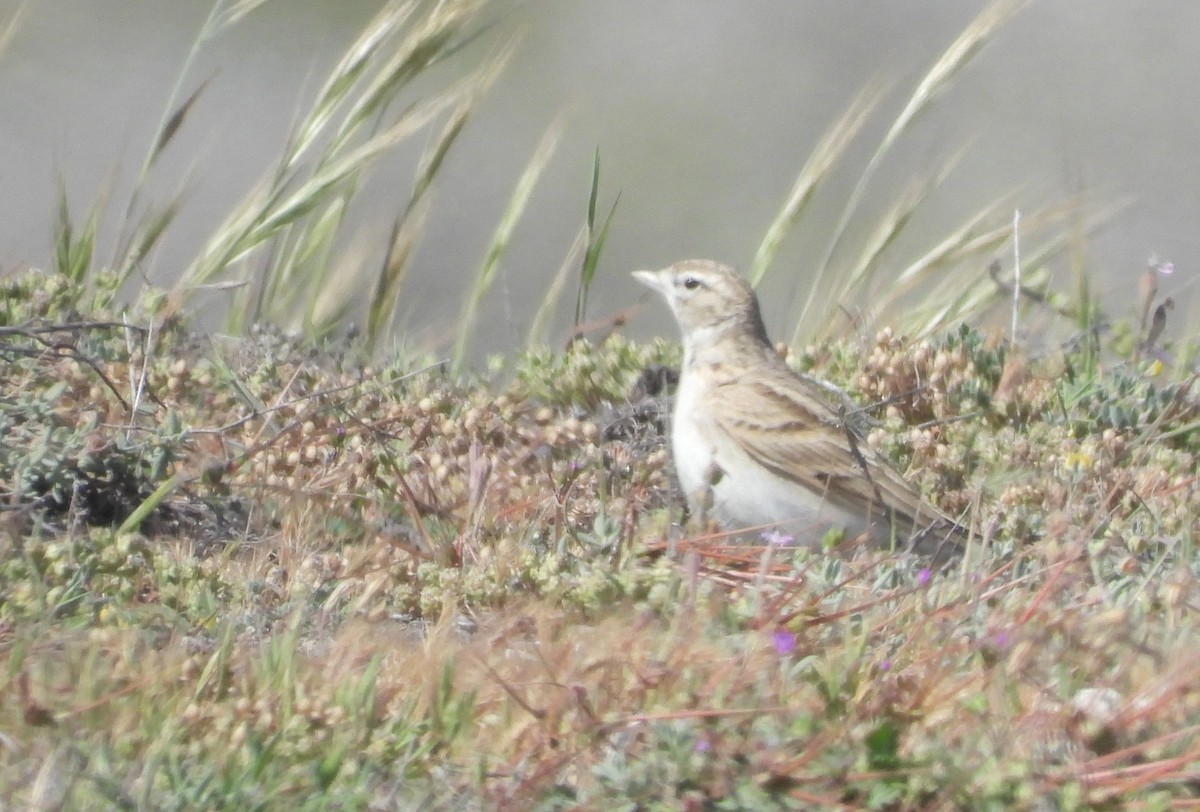 Greater Short-toed Lark - ML646514999