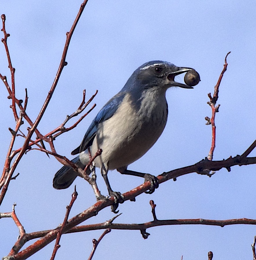 Калифорнийская сойка - ML646515007