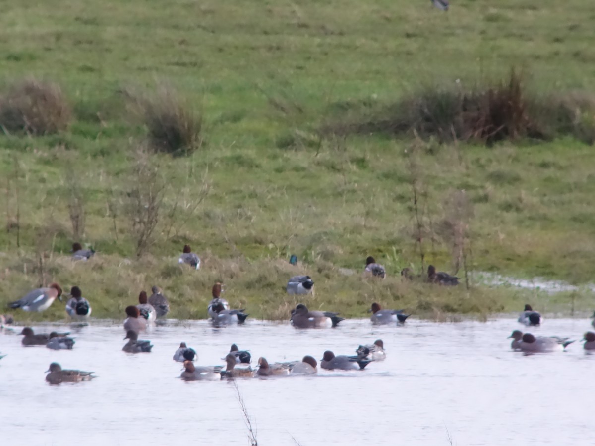 American Wigeon - ML646515008