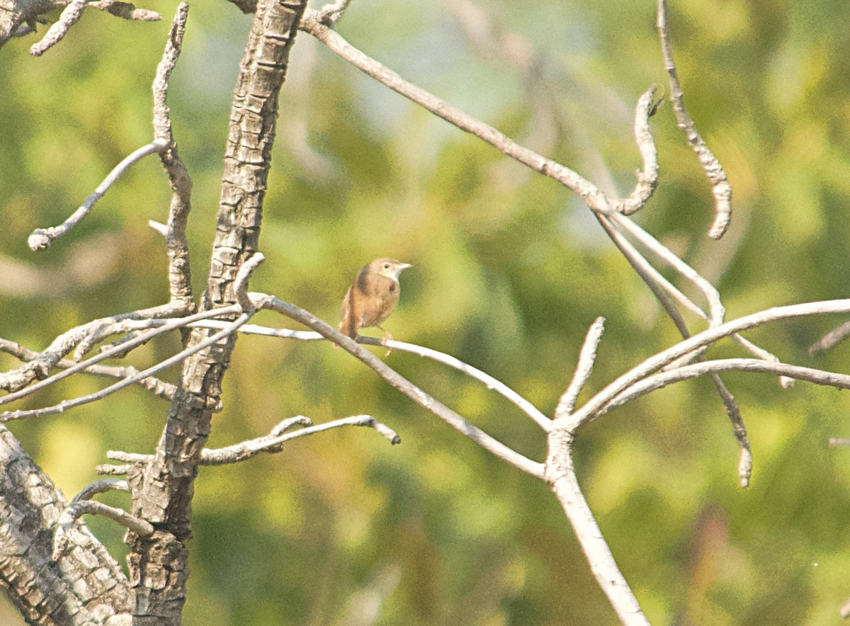 Cisticole rousse - ML646515009