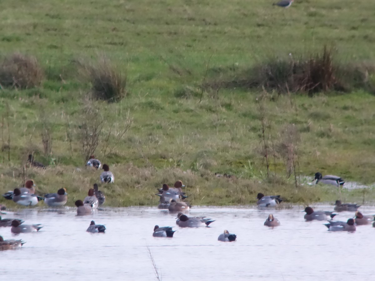 American Wigeon - ML646515010