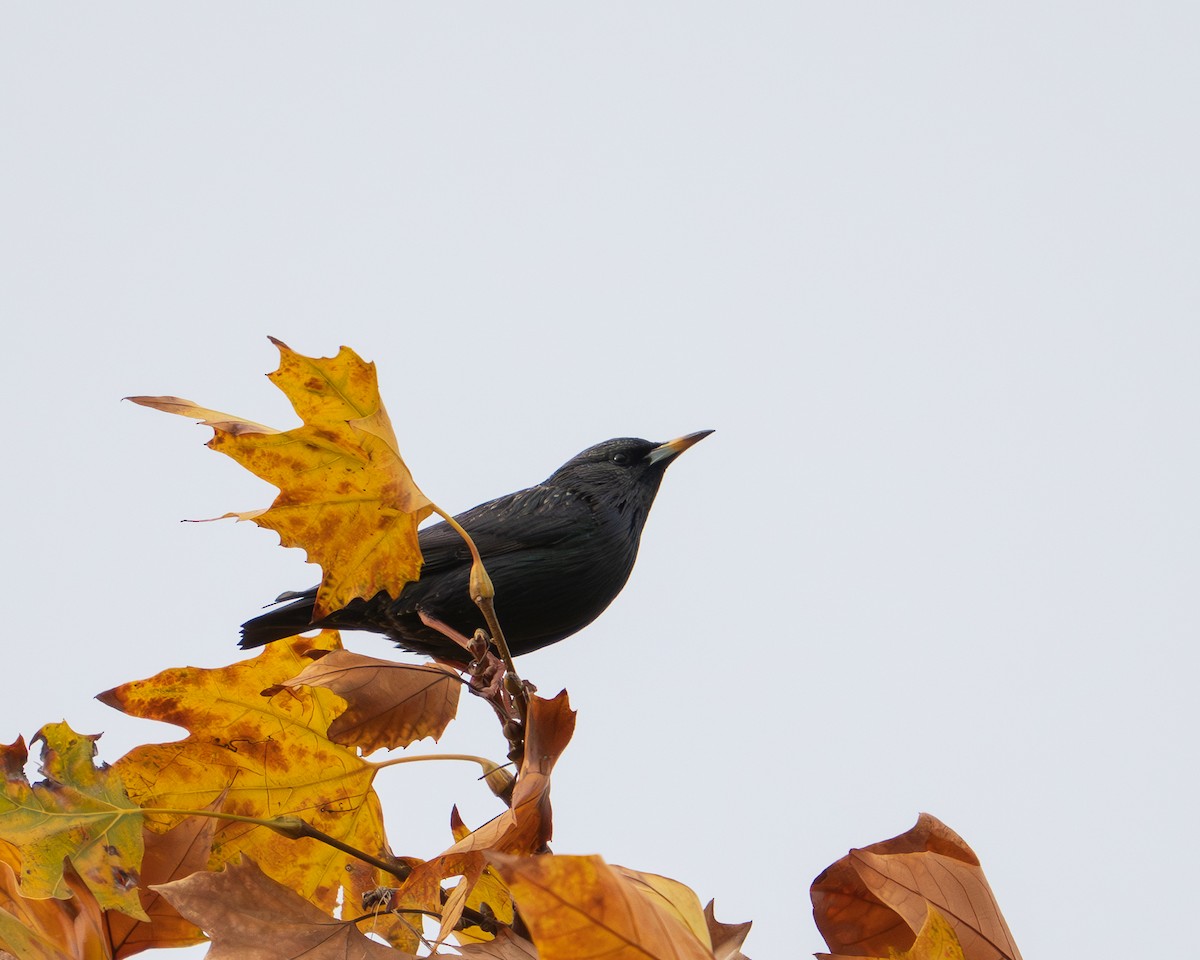 Одноцветный скворец - ML646515024