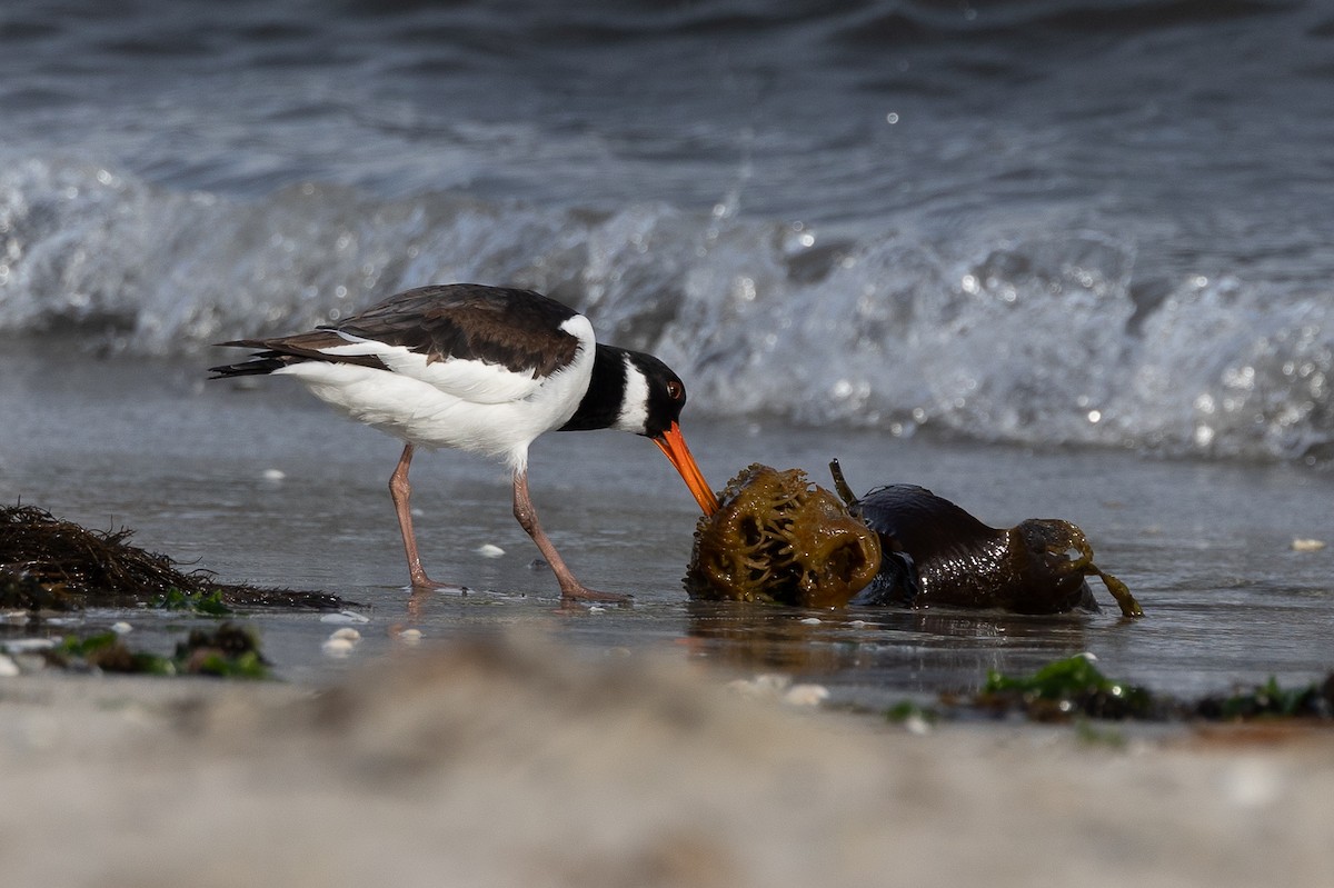 Eurasian Oystercatcher - ML646515026