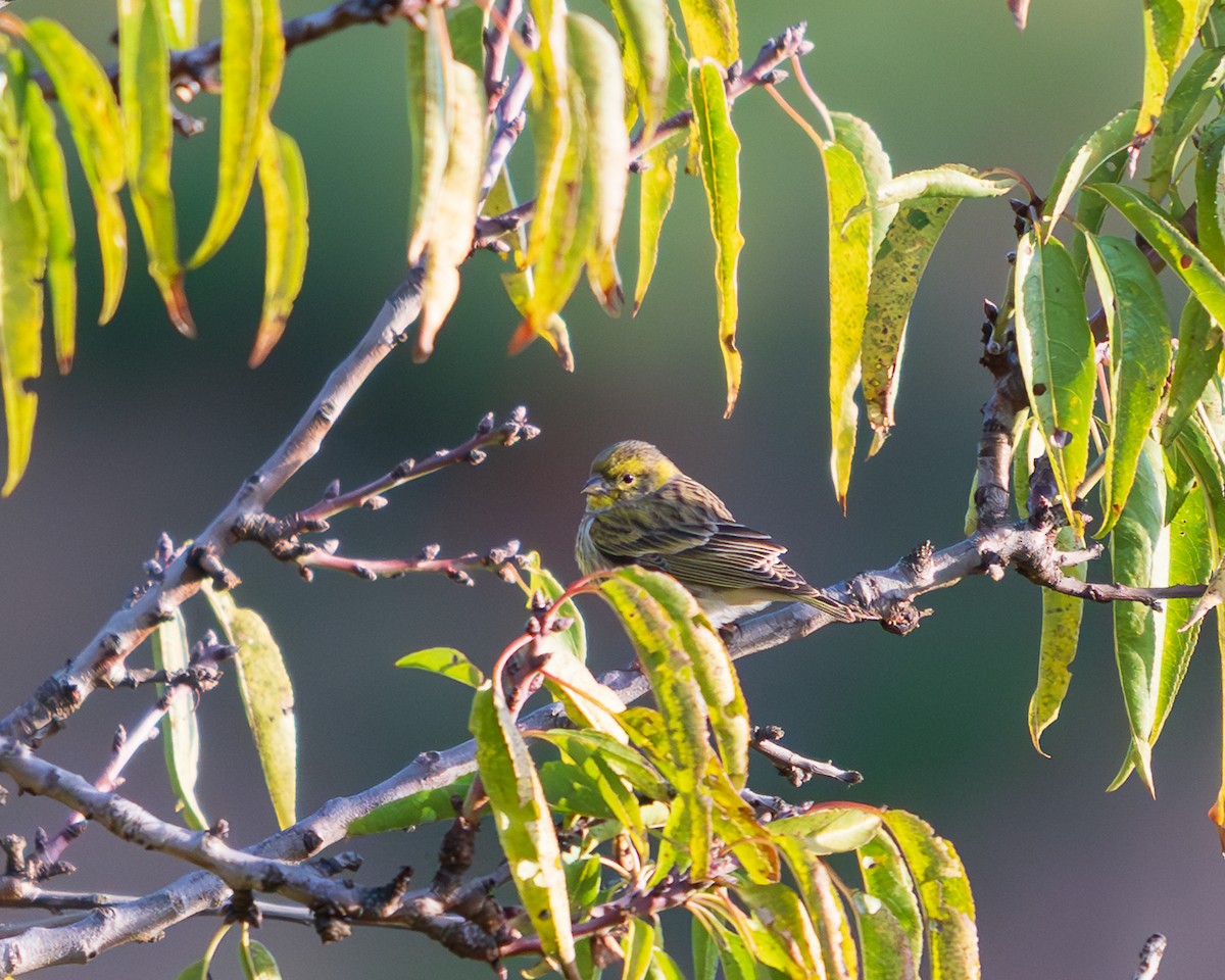 Европейский вьюрок - ML646515027