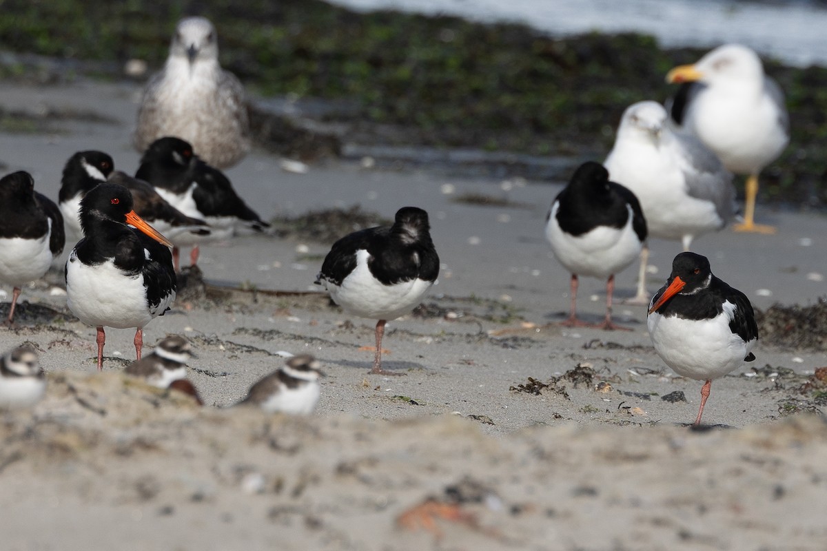 Eurasian Oystercatcher - ML646515028