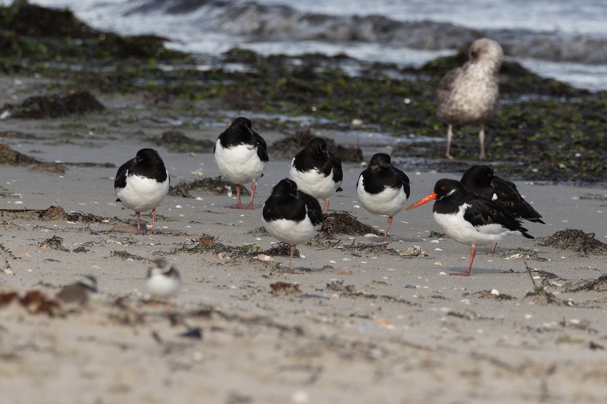Eurasian Oystercatcher - ML646515031