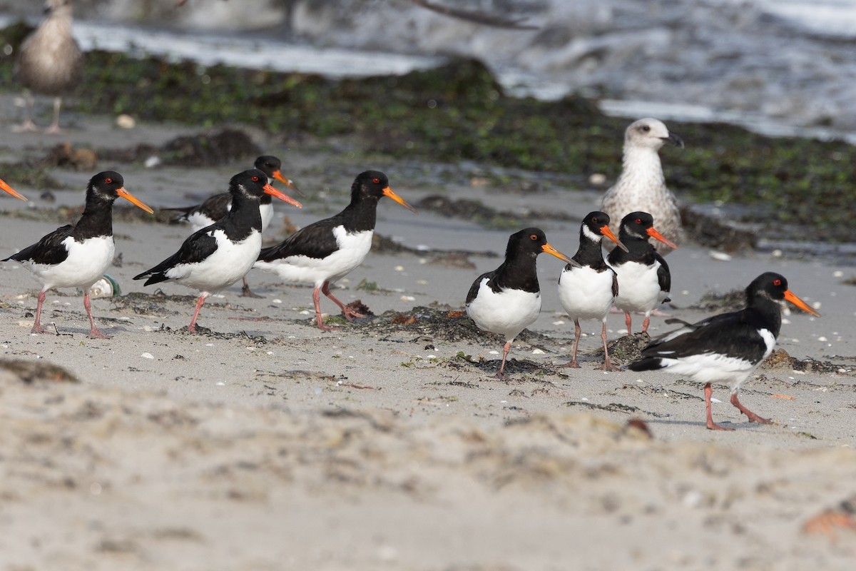 Eurasian Oystercatcher - ML646515032