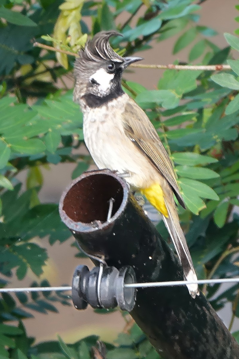Himalayan Bulbul - ML646515037