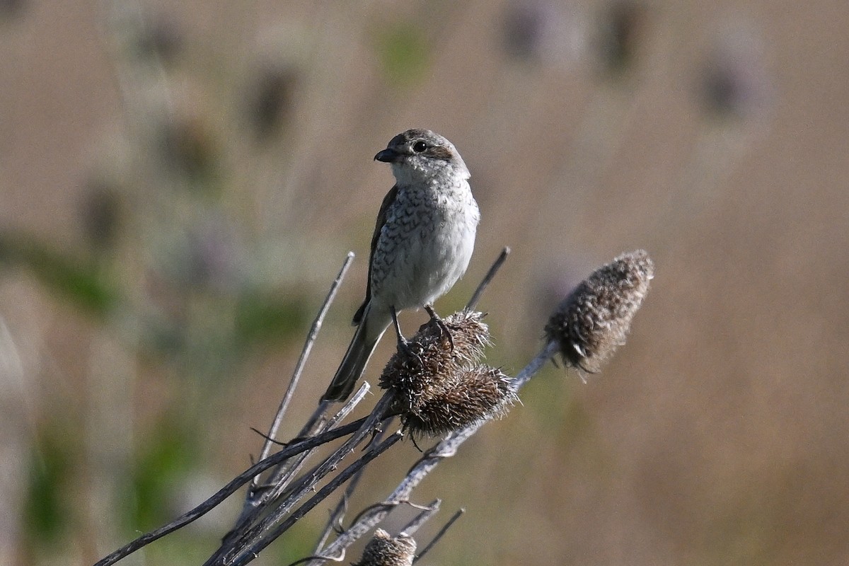 ťuhýk obecný - ML646515038