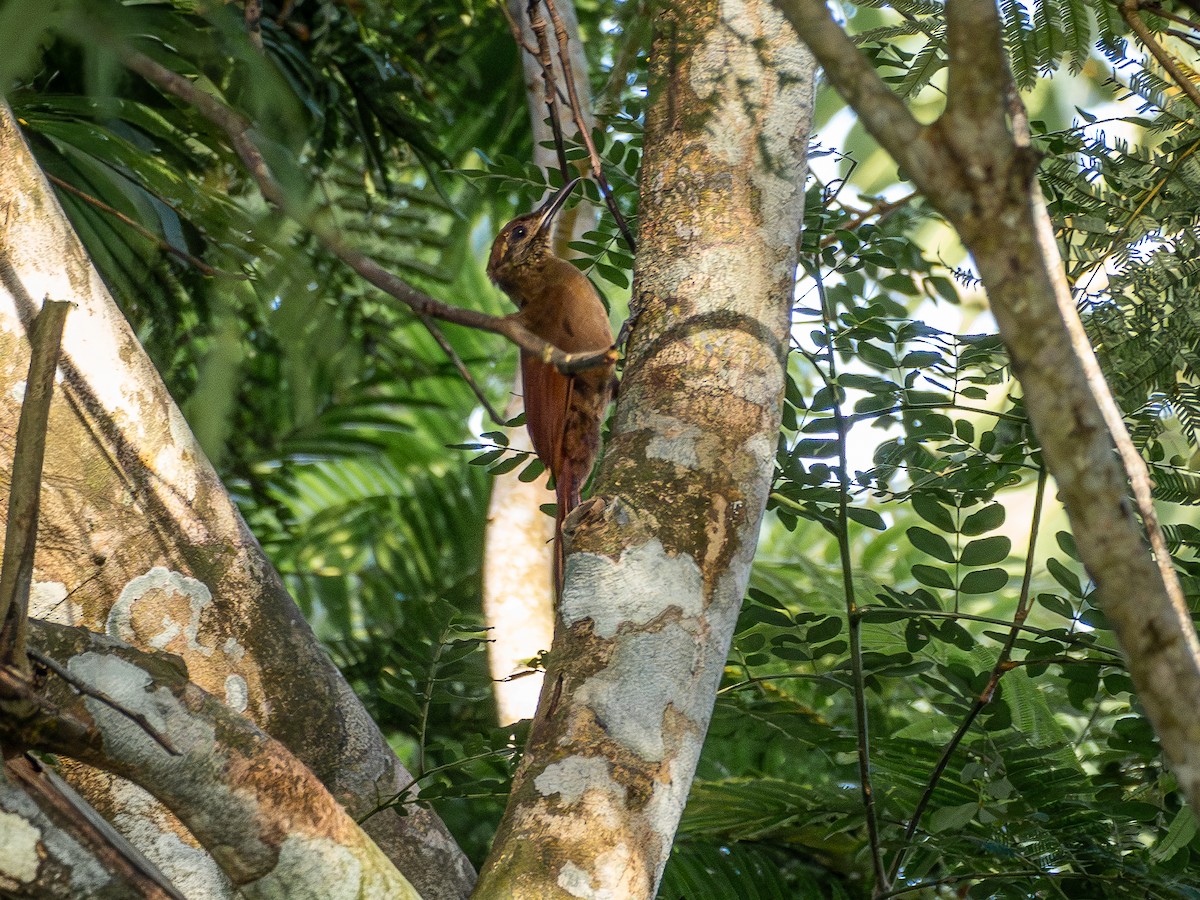 Plain-brown Woodcreeper (Line-throated) - ML646515039