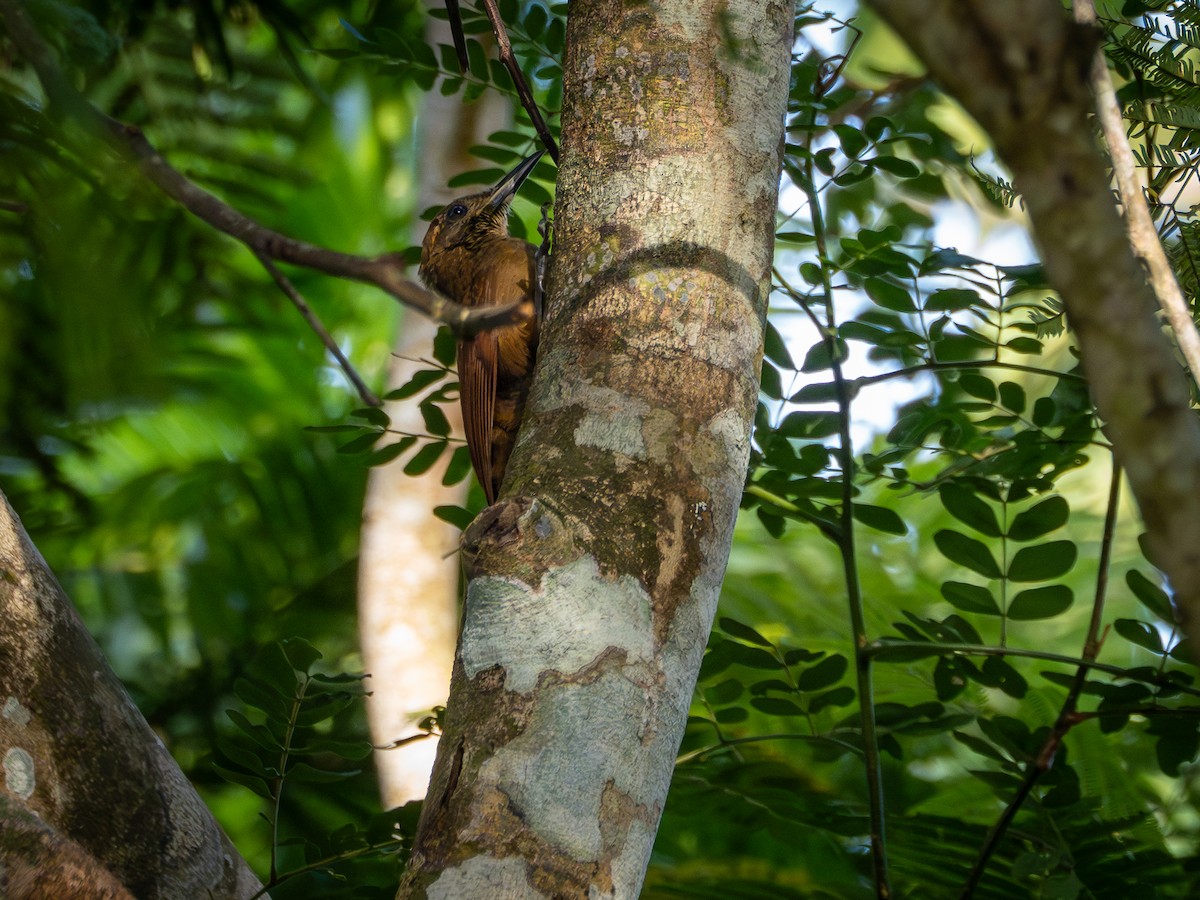 Plain-brown Woodcreeper (Line-throated) - ML646515040