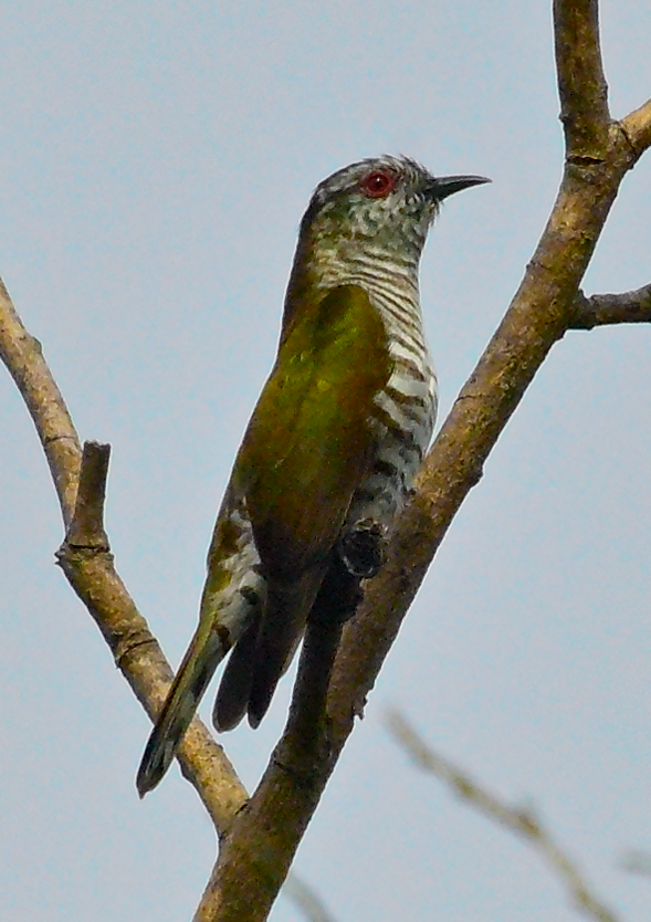 Little Bronze-Cuckoo - ML646515046