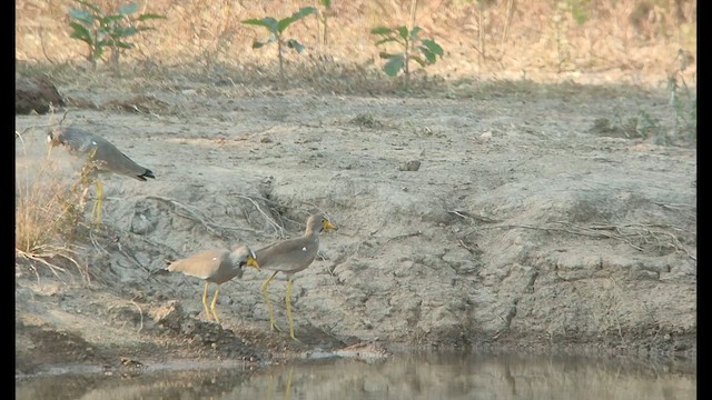 Wattled Lapwing - ML646515048