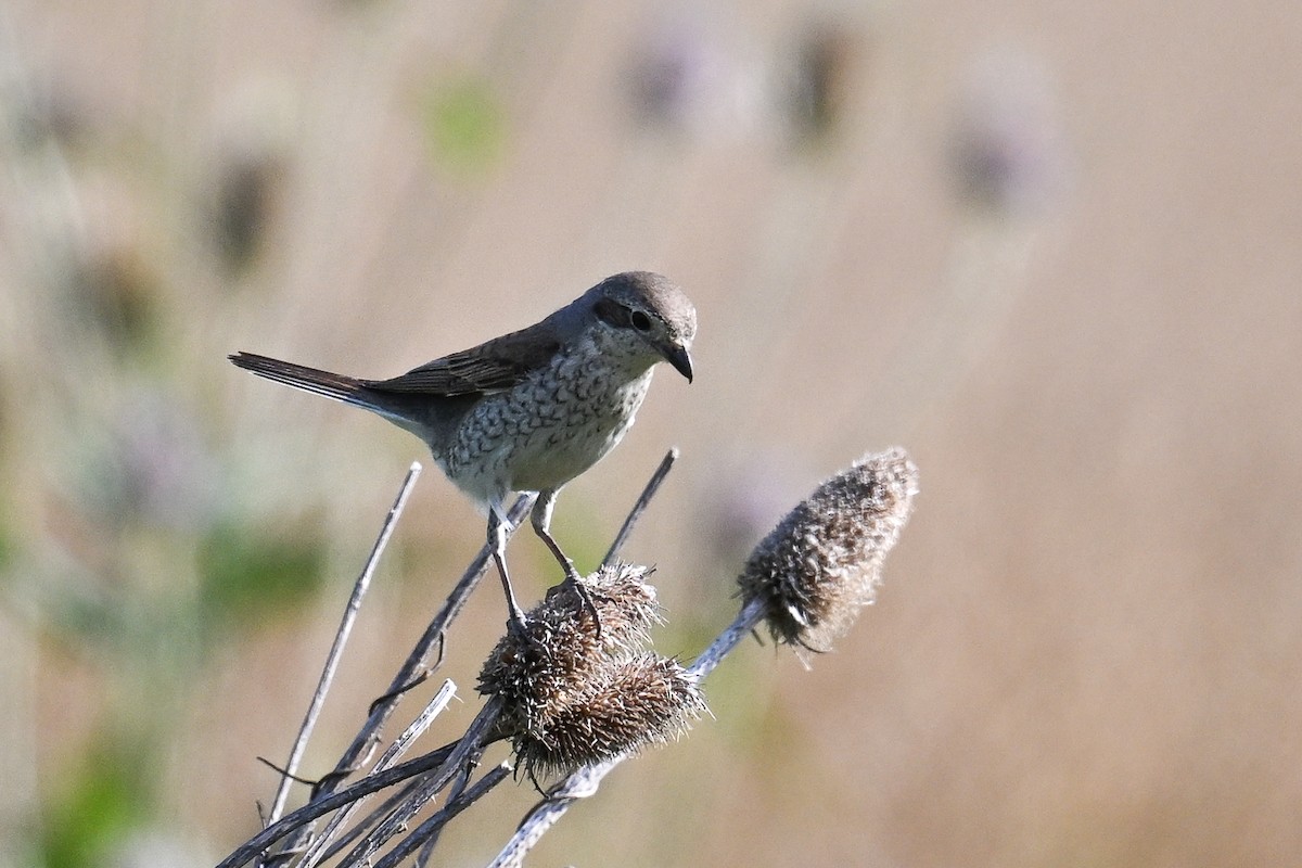 ťuhýk obecný - ML646515051