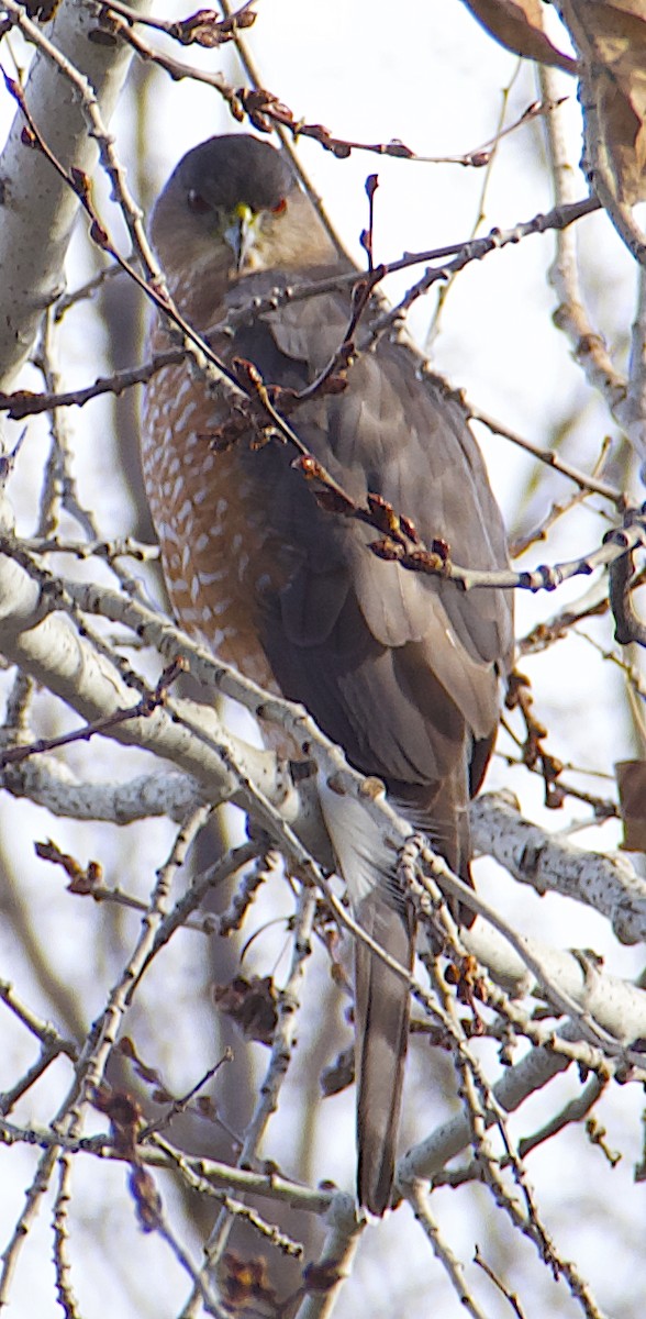 Куперов ястреб - ML646515052