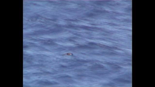 Gray-faced Petrel - ML646515053