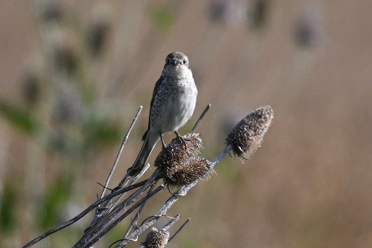 ťuhýk obecný - ML646515056